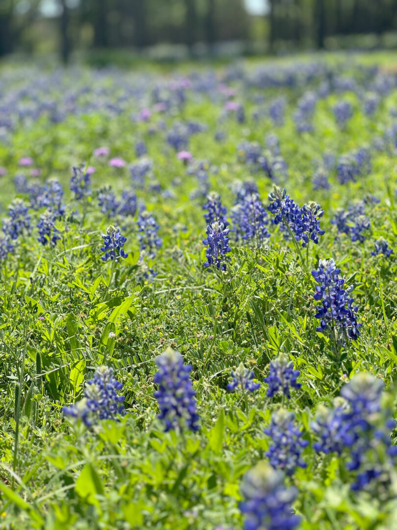 A field filled with blooming bluebonnet flowers under bright sunlight, part of a stunning Friday 5 collection, with green grass and trees blurred in the background.