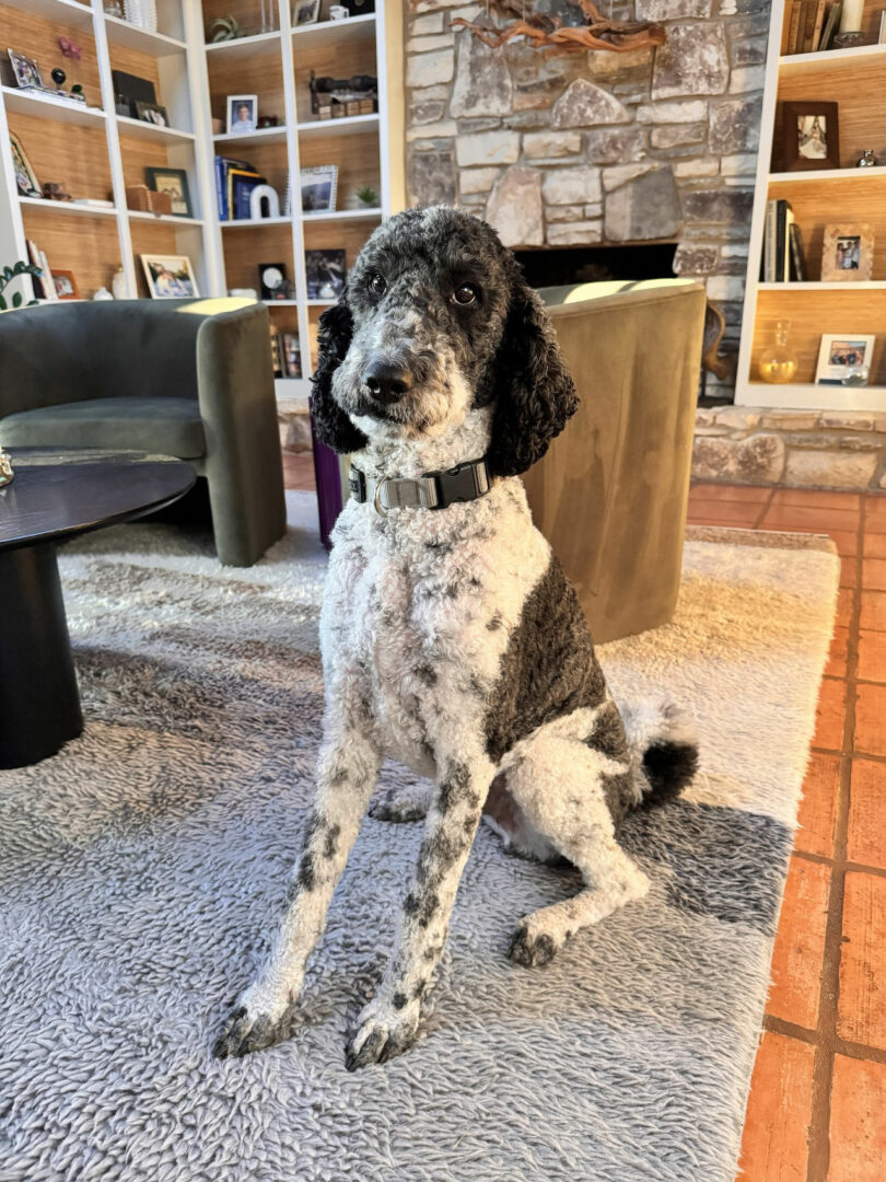 A black and white poodle sits on a gray rug in a cozy living room with bookshelves, armchairs, and a stone fireplace—ready for some Friday 5 relaxation.