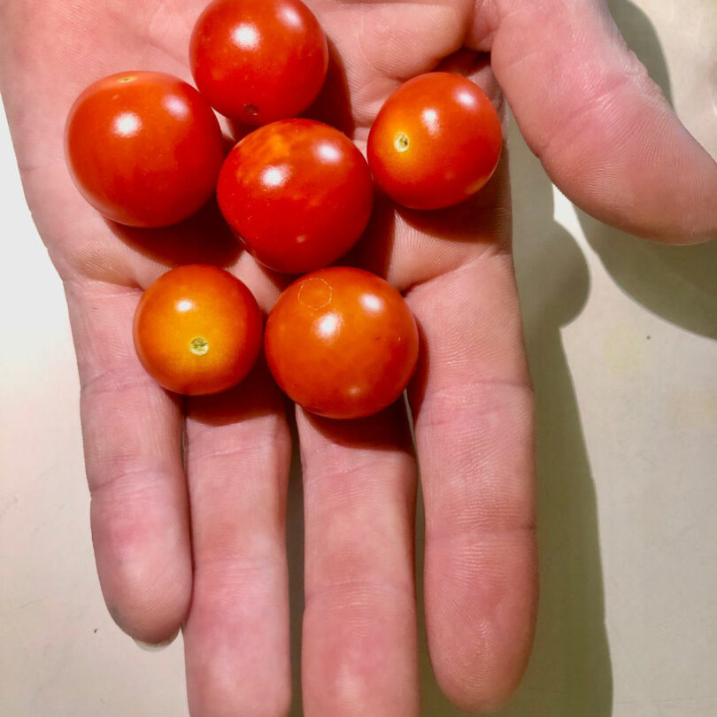 A hand holding six small, round, red cherry tomatoes against a light background, reminiscent of a Barry Ginder still life.