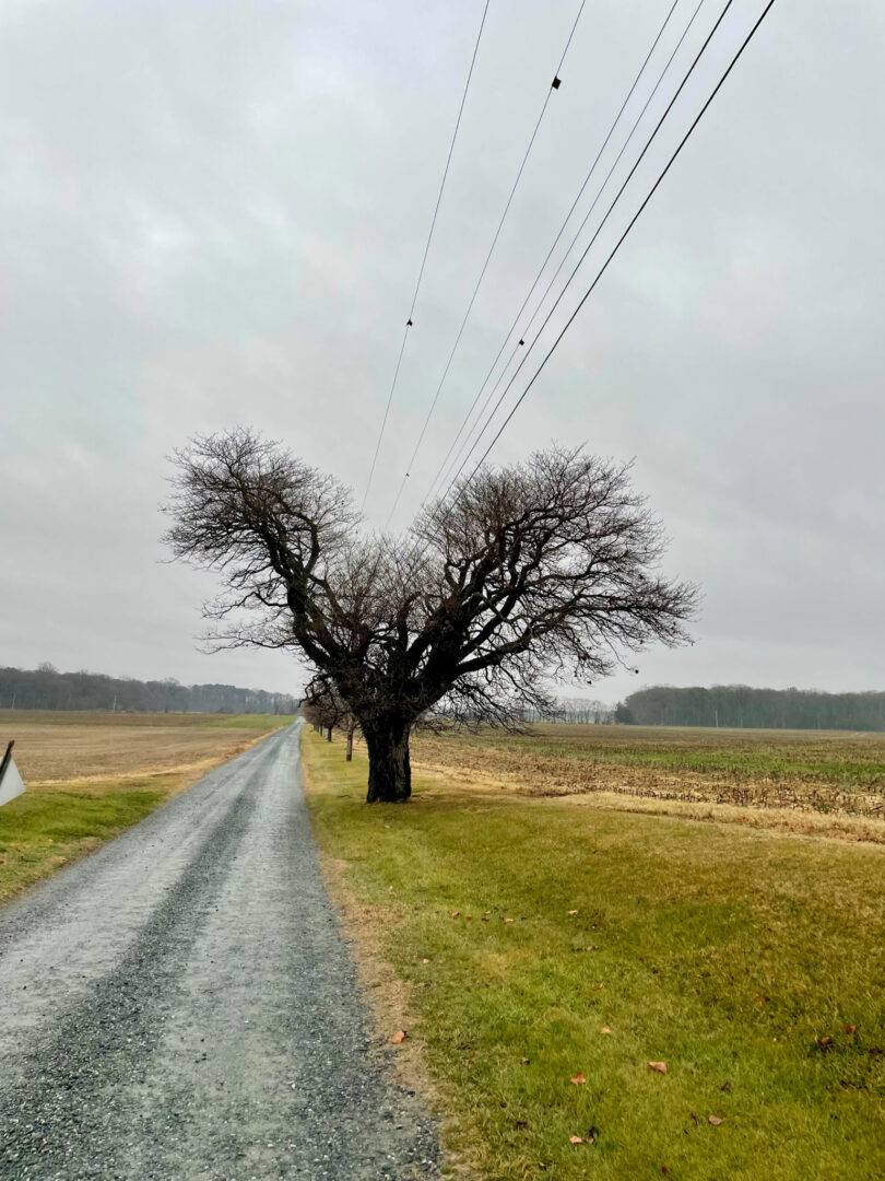 A bare tree with branches forming a heart-like shape stands beside a gravel road under power lines on a cloudy Friday 5 afternoon.
