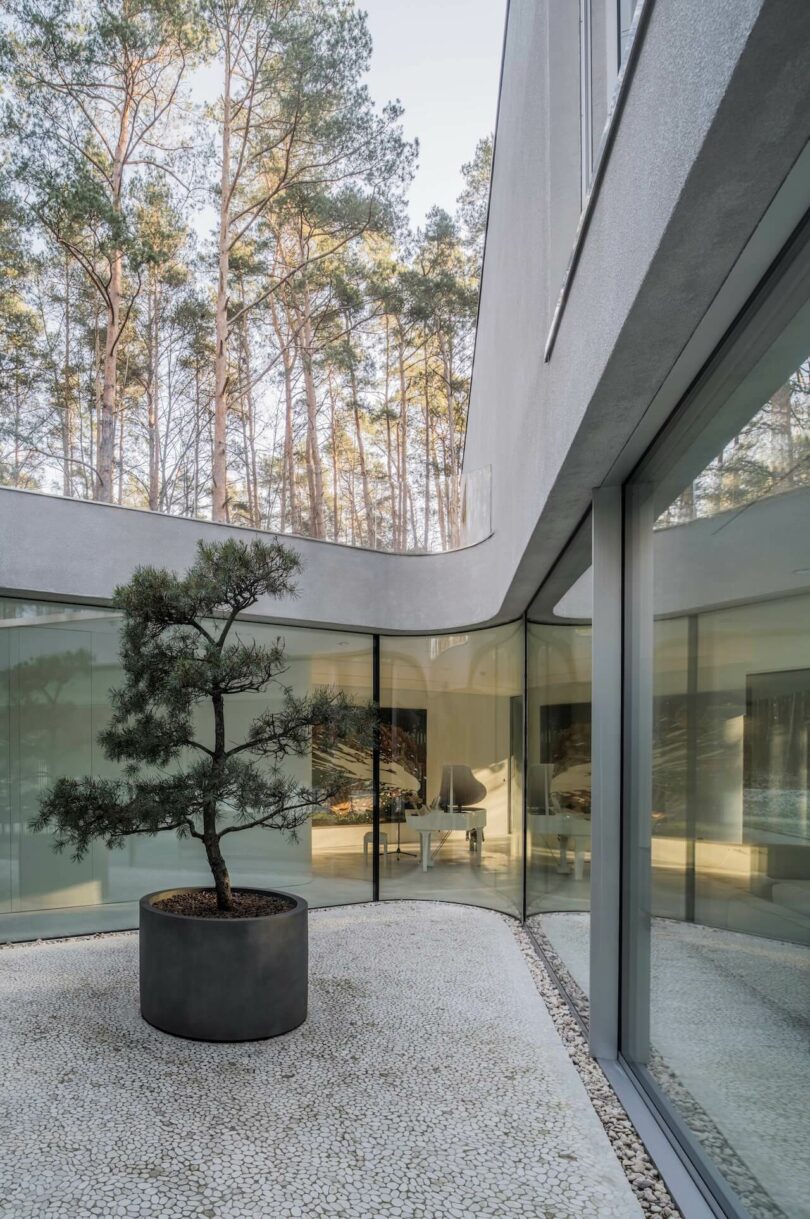 A small tree in a round planter stands on a pebble ground in a modern glass-walled KWK Promes courtyard, with tall pine trees visible outside.