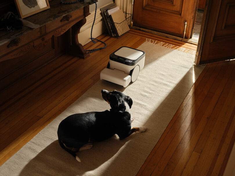 A black dog lies on a rug in a sunlit room while a small robotic vacuum cleaner moves nearby on the hardwood floor.
