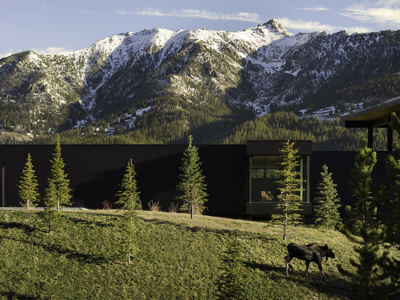 A modern building with large windows sits at the foot of snow-capped mountains, with young pine trees and a moose walking on the grassy slope in the foreground.