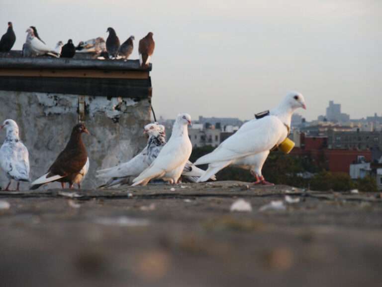 F5: Benjamin Aranda Talks His Kids’ Art, Chairs, Pigeons + More