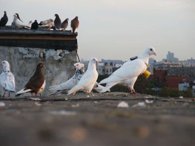 Several pigeons, mostly white, stand and walk on a rooftop ledge. Some birds have small devices attached to their backs. The city skyline is visible in the background.