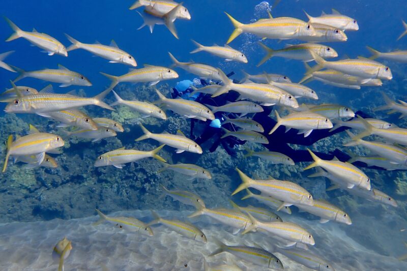 A scuba diver swims underwater behind a large school of yellow fish above a sandy ocean floor and coral reef.