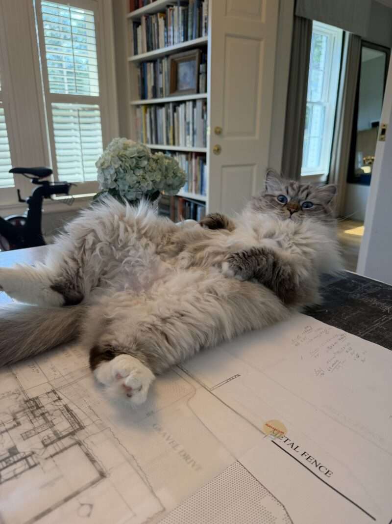 Fluffy cat lying on its back atop architectural plans on a table in a home office with bookshelves and a window in the background.